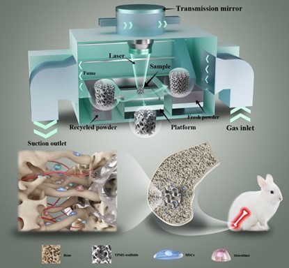 清华、北大、北医三院联合：高温氧化处理3D打印镁合金骨植入物结构优化及体内外生物降解行为